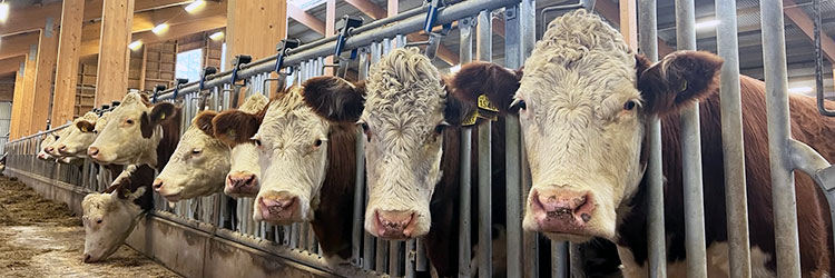 En samling kor av rasen simmental i ett stall