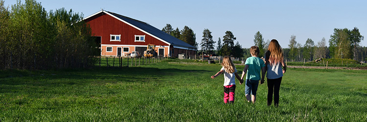 barn, äng, sommar, lantlig miljö