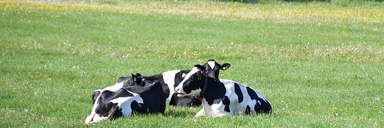 holstein, kor, mjölkdjur, sommar, bete, gräs