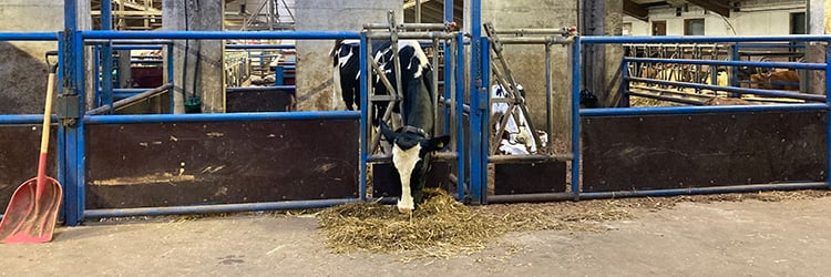 ko, holstein, kalvningsbox