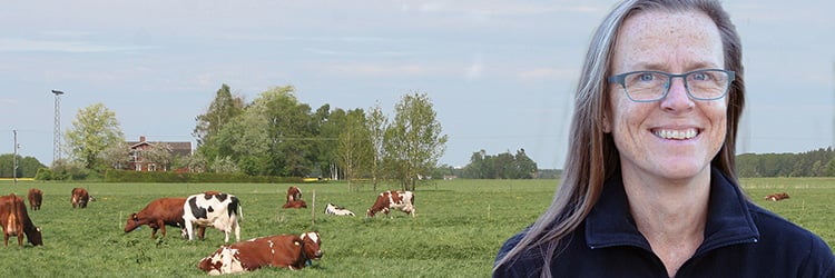 Montage med en av Växas rådgivare, en kvinna, med nötkreatur i bakgrunden. Sommarmiljö, utomhus.