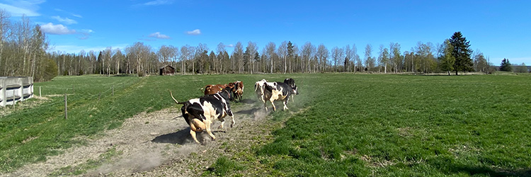 Glada kor på kosläpp