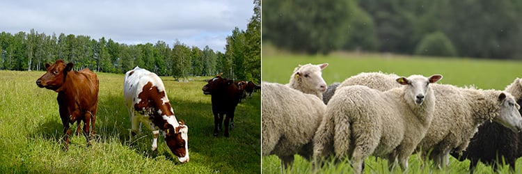 Kor och får på bete i ihopklippt bild