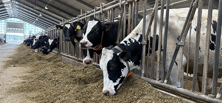 Alla kor har en transponder för att mäta brunster, hälsodata och position. Foto: Växa Kor i ladugård, holstein i stall vid foderbord