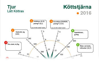 Köttstjärnan hjälper dig att analysera nuläget