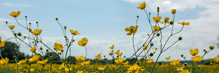 smörblomma, äng, natur