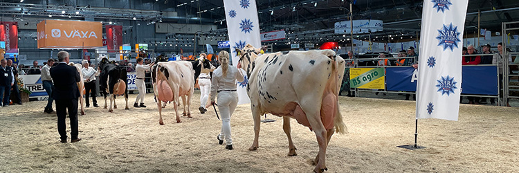 Bild på mjölkkor i en utställningsring på Elima Lantbruk 2022